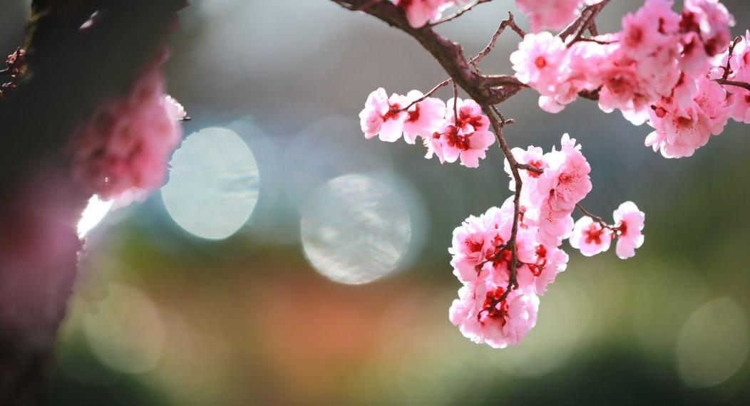 spring blooms on campus